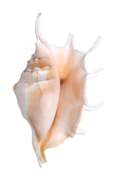 Spiny seashell — Stock Photo, Image