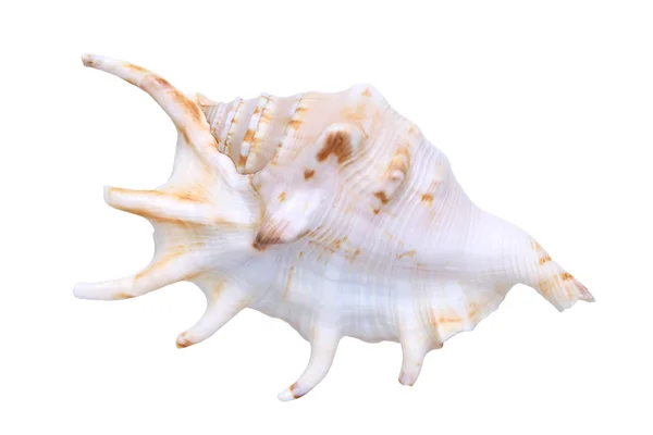 とげのある貝殻 — ストック写真