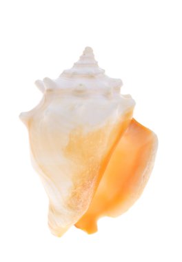 çivili deniz kabuğu