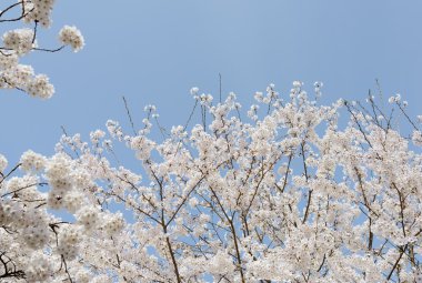 Çiçek açan kiraz ağacı