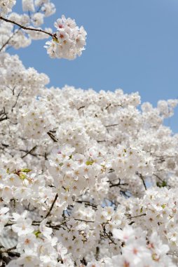 Çiçek açan kiraz ağacı