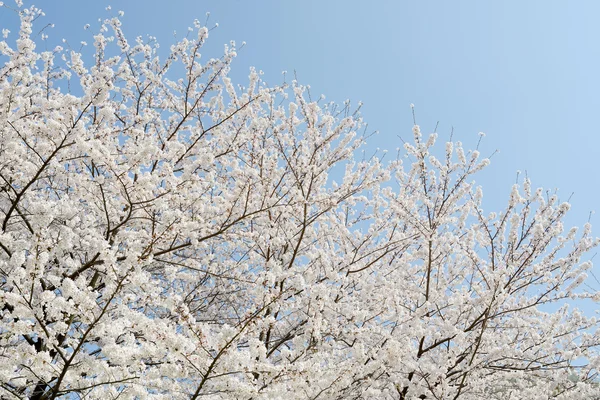 春の桜の木 — ストック写真