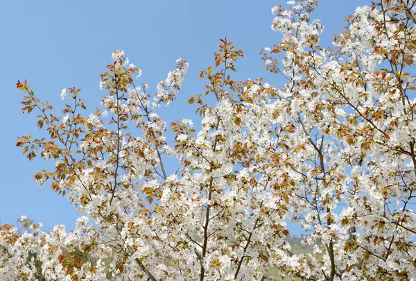 Třešeň kvetoucí — Stock fotografie
