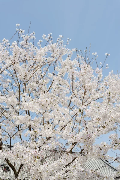 Springtime cherry tree — Stock Photo, Image