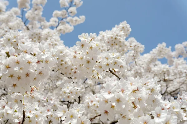 Blommande körsbärsträd — Stockfoto