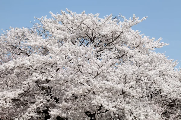 Grote kersenbloesem boom — Stockfoto