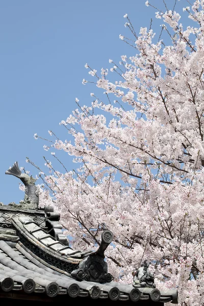 Kirschblüten — Stockfoto