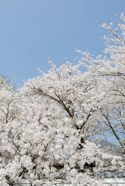 春の桜の木 — ストック写真