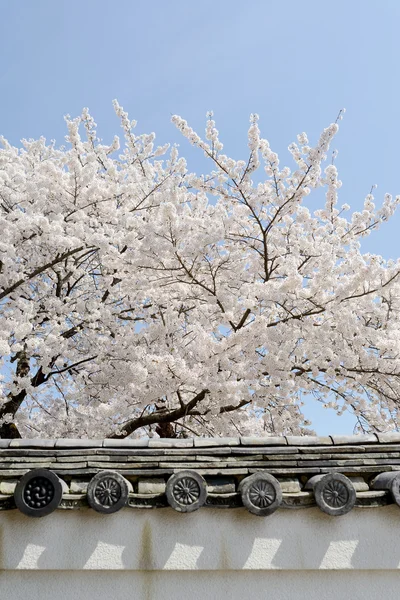 Весеннее вишневое дерево — стоковое фото