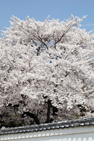 Grande árvore de flor de cereja — Fotografia de Stock