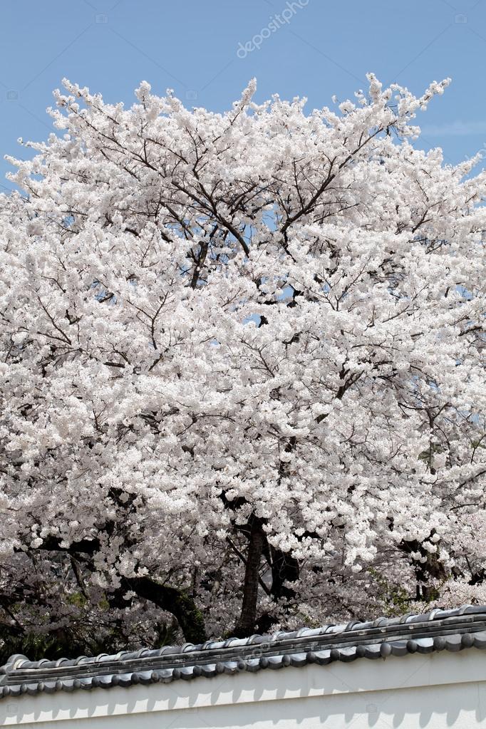 Big cherry blossom tree Stock Photo by ©akiyoko74 43929807