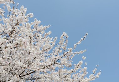 Çiçek açan kiraz ağacı