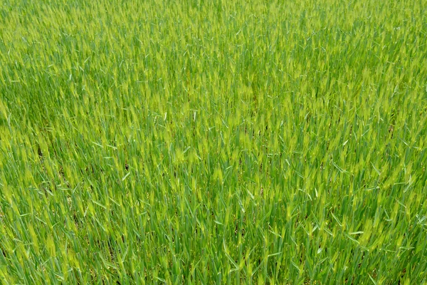 Green field of wheat — Stock Photo, Image