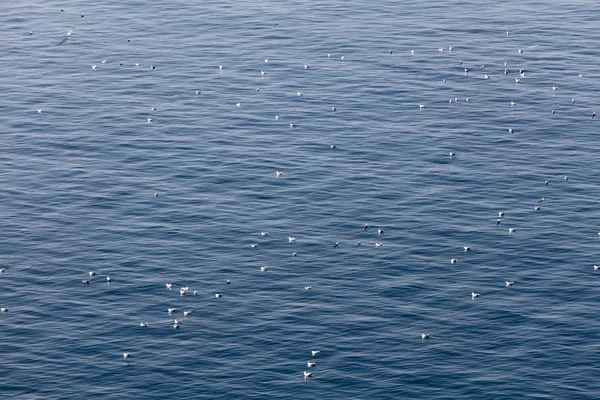 Måsar flyter på havet — Stockfoto