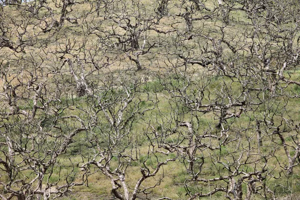 Pomar no início da primavera — Fotografia de Stock