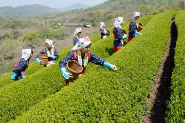 Japon kadınları çay yaprakları hasat