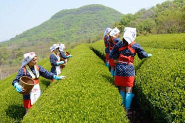 Japon kadınları çay yaprakları hasat