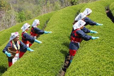 Japon kadınları çay yaprakları hasat
