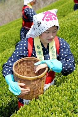 Japon kadın hasat çay yaprakları