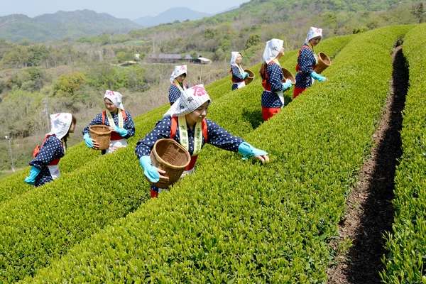 Mulheres japonesas colhendo folhas de chá — Fotografia de Stock