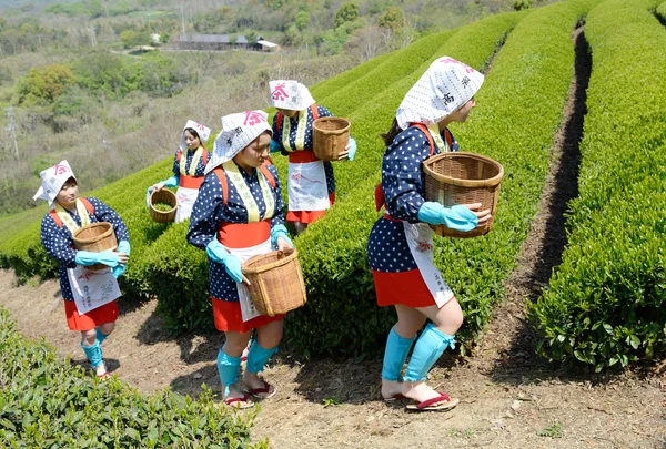 Mujeres japonesas cosechando hojas de té —  Fotos de Stock