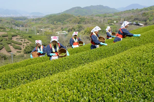 Japon kadınları çay yaprakları hasat — Stok fotoğraf