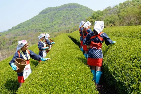 Mulheres japonesas colhendo folhas de chá — Fotografia de Stock