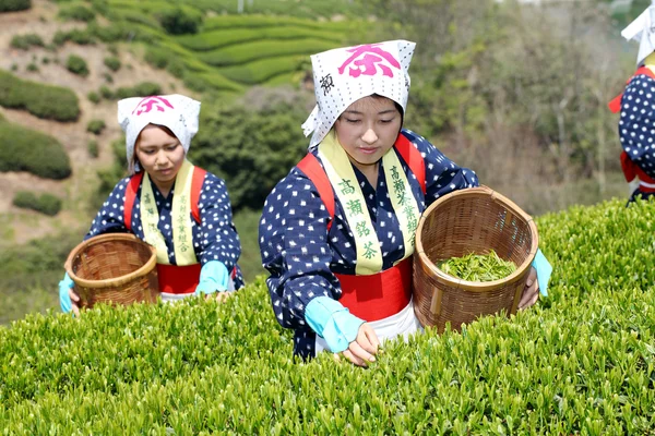 Mujer japonesa cosechando hojas de té —  Fotos de Stock