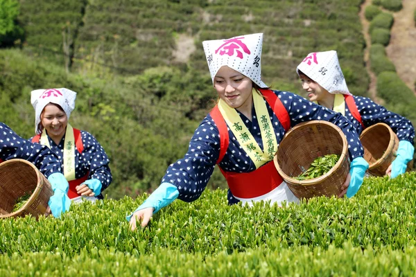 Mujer japonesa cosechando hojas de té —  Fotos de Stock