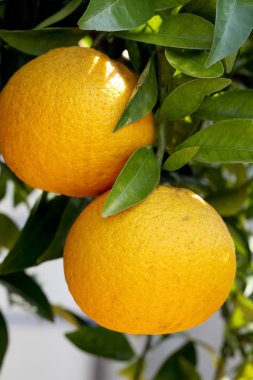 Mikan ağaç üzerinde