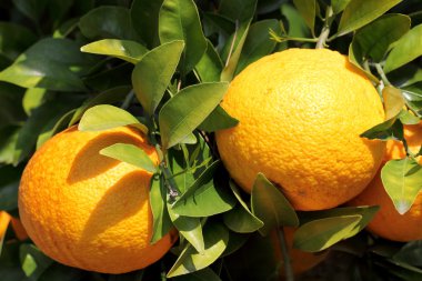 Mikan ağaç üzerinde
