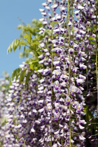 Purple wisteria flowers — Stock Photo, Image