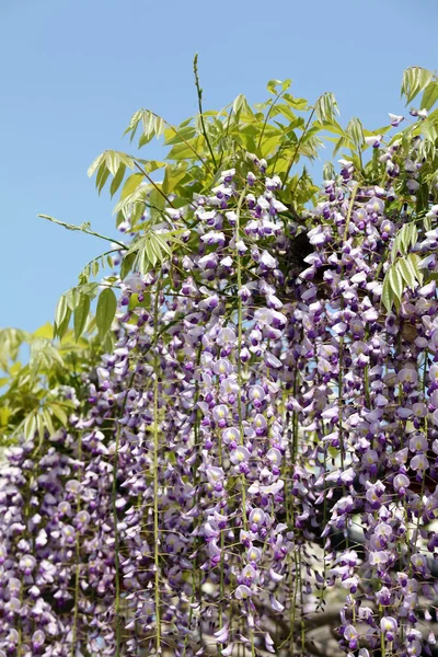 Purple wisteria flowers — Stock Photo, Image