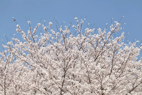 Kersenbloesemboom — Stockfoto