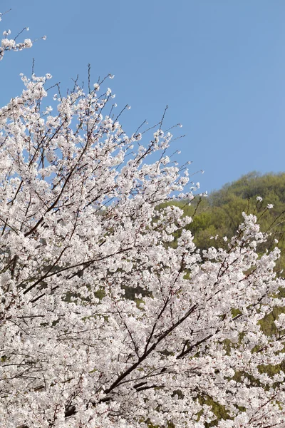 Kiraz çiçeği ağacı — Stok fotoğraf