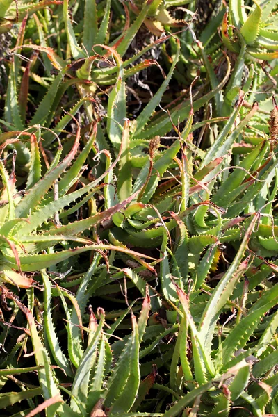 Aloe vera bitkisi — Stok fotoğraf