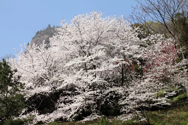 Gran árbol de flor de cerezo —  Fotos de Stock