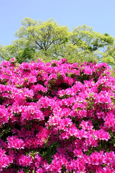 진달래 꽃 — 스톡 사진