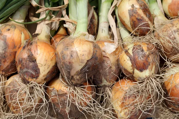 Reife geerntete Zwiebelzwiebeln — Stockfoto