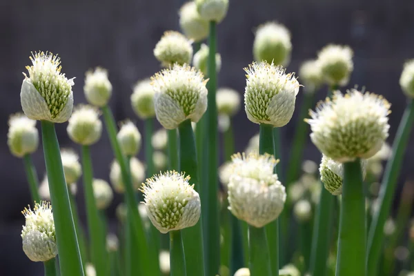 Flor de cebolla —  Fotos de Stock