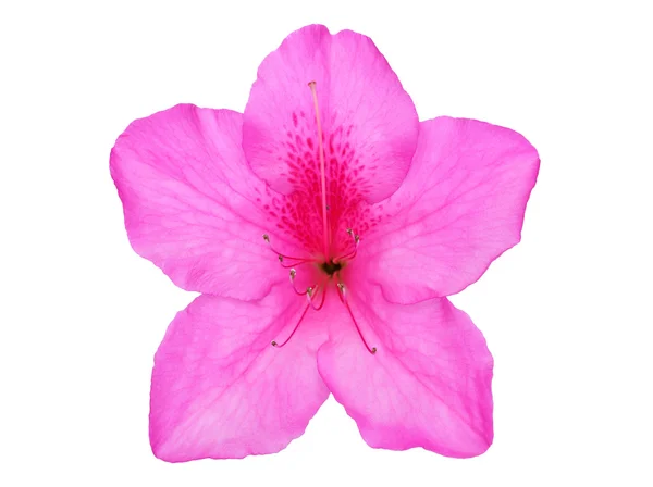 Azalea bloem — Stockfoto