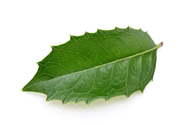 Holly leaf — Stock Photo, Image