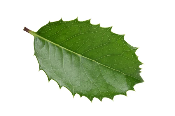 Holly leaf — Stock Photo, Image