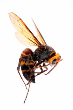 büyük hornet