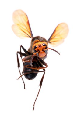 büyük hornet