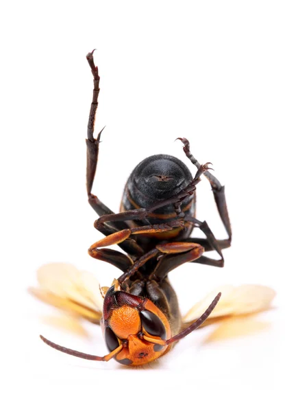 Big hornet — Stock Photo, Image