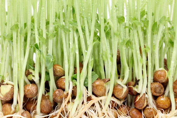 発芽のエンドウ豆 — ストック写真