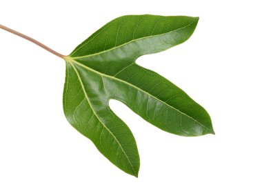 dendropanax trifidus yaprak