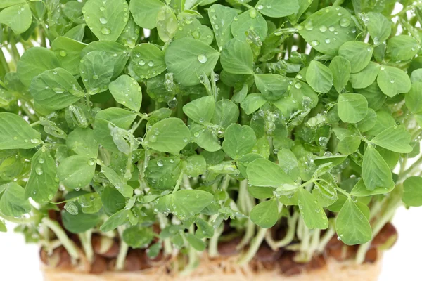 Ervilha germinada — Fotografia de Stock