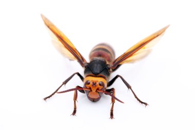 büyük hornet